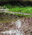 Bewerb für Gärtner